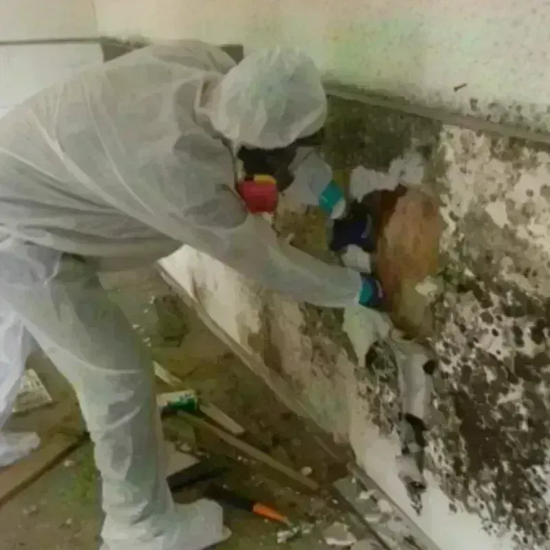 Mold Remediation and Removal in Lake County, MN